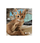 にゃんズ時々シバの日常(vor2)（個別スタンプ：6）