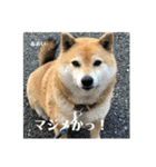 にゃんズ時々シバの日常(vor2)（個別スタンプ：7）