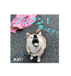 にゃんズ時々シバの日常(vor2)（個別スタンプ：8）