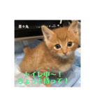 にゃんズ時々シバの日常(vor2)（個別スタンプ：9）