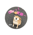 にゃんズ時々シバの日常(vor2)（個別スタンプ：10）