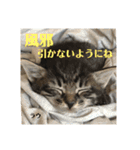 にゃんズ時々シバの日常(vor2)（個別スタンプ：11）