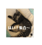 にゃんズ時々シバの日常(vor2)（個別スタンプ：12）