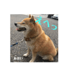 にゃんズ時々シバの日常(vor2)（個別スタンプ：13）