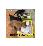 にゃんズ時々シバの日常(vor2)（個別スタンプ：14）
