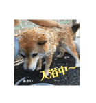 にゃんズ時々シバの日常(vor2)（個別スタンプ：15）