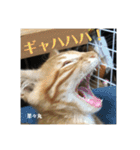 にゃんズ時々シバの日常(vor2)（個別スタンプ：16）