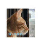 にゃんズ時々シバの日常(vor2)（個別スタンプ：17）