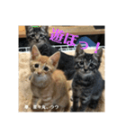 にゃんズ時々シバの日常(vor2)（個別スタンプ：19）