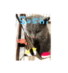 猫ちゃんの何食べようスタンプ（個別スタンプ：2）