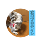 猫ちゃんの何食べようスタンプ（個別スタンプ：4）