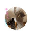 猫ちゃんの何食べようスタンプ（個別スタンプ：5）