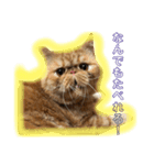 猫ちゃんの何食べようスタンプ（個別スタンプ：6）
