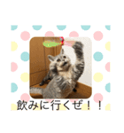 猫ちゃんの何食べようスタンプ（個別スタンプ：7）