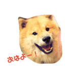 アリスの保護犬しんば君（個別スタンプ：1）