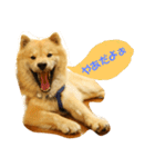 アリスの保護犬しんば君（個別スタンプ：2）