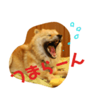 アリスの保護犬しんば君（個別スタンプ：4）