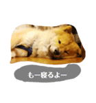 アリスの保護犬しんば君（個別スタンプ：5）