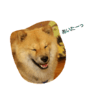 アリスの保護犬しんば君（個別スタンプ：6）