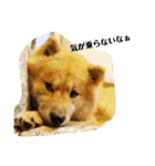 アリスの保護犬しんば君（個別スタンプ：7）