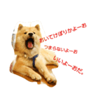 アリスの保護犬しんば君（個別スタンプ：8）