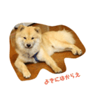 アリスの保護犬しんば君（個別スタンプ：11）