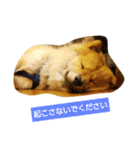 アリスの保護犬しんば君（個別スタンプ：13）