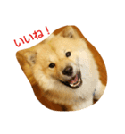 アリスの保護犬しんば君（個別スタンプ：16）