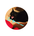 黒猫モモちゃん（個別スタンプ：5）