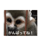 坂本動物園（個別スタンプ：1）
