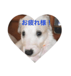 坂本動物園（個別スタンプ：2）