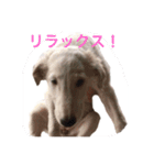 坂本動物園（個別スタンプ：5）