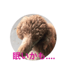 坂本動物園（個別スタンプ：6）