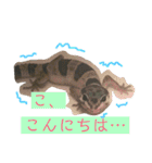 うちのこぶゆちゃん（個別スタンプ：1）