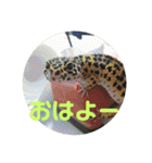 うちのこぶゆちゃん（個別スタンプ：3）