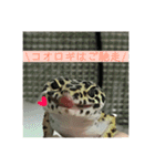 うちのこぶゆちゃん（個別スタンプ：6）