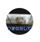 うちのこぶゆちゃん（個別スタンプ：10）
