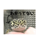 うちのこぶゆちゃん（個別スタンプ：13）