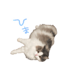 しぴたんのすたんぷだよ（個別スタンプ：3）
