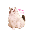 しぴたんのすたんぷだよ（個別スタンプ：4）