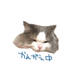 しぴたんのすたんぷだよ（個別スタンプ：5）