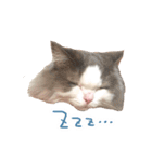 しぴたんのすたんぷだよ（個別スタンプ：6）