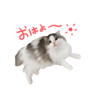 しぴたんのすたんぷだよ（個別スタンプ：7）