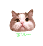 しぴたんのすたんぷだよ（個別スタンプ：9）