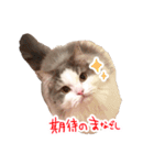 しぴたんのすたんぷだよ（個別スタンプ：11）