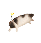 しぴたんのすたんぷだよ（個別スタンプ：12）