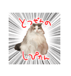 しぴたんのすたんぷだよ（個別スタンプ：14）