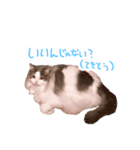 しぴたんのすたんぷだよ（個別スタンプ：16）