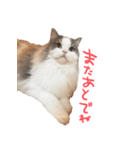 しぴたんのすたんぷだよ（個別スタンプ：20）