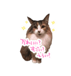 しぴたんのすたんぷだよ（個別スタンプ：24）